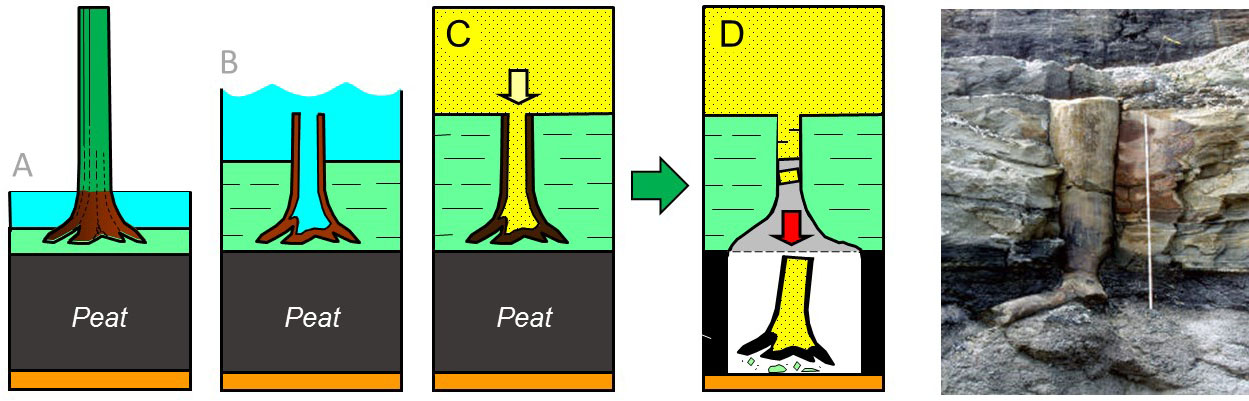 Kettlebottoms form as (A) trees in a swamp, which (B) die and are buried. (C) If the interior of the tree is hollowed out or the tree rots and the space it occupied remains as a mold, sediment can fill the space to make a cast of the tree. (D) Millenia later, the fossil tree stump can fall out of mine roof as a Kentucky.